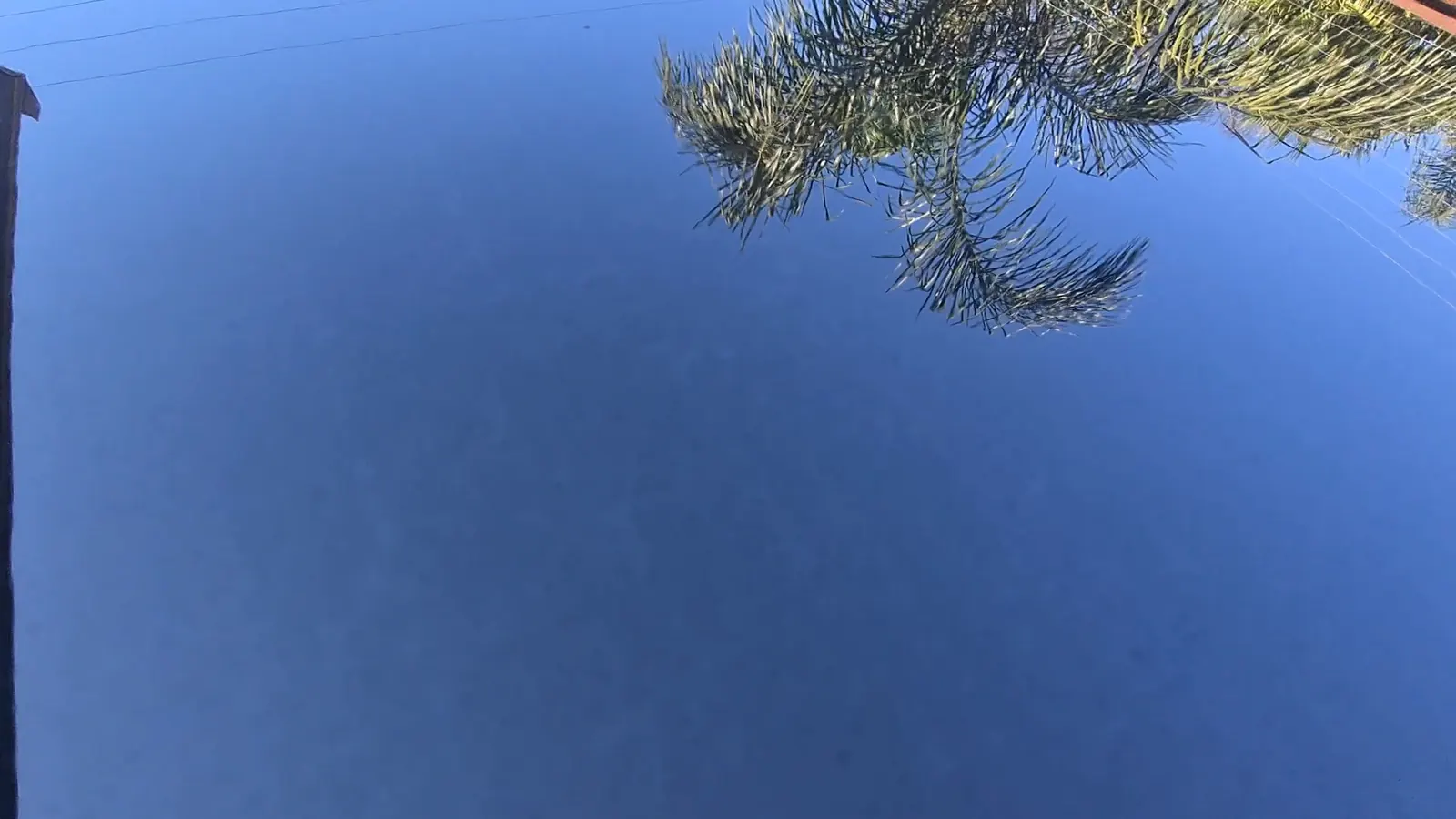 A coated dark panel returning a tree and open sky as one undistorted image